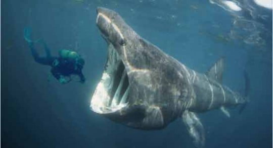 «Акулохвостые»