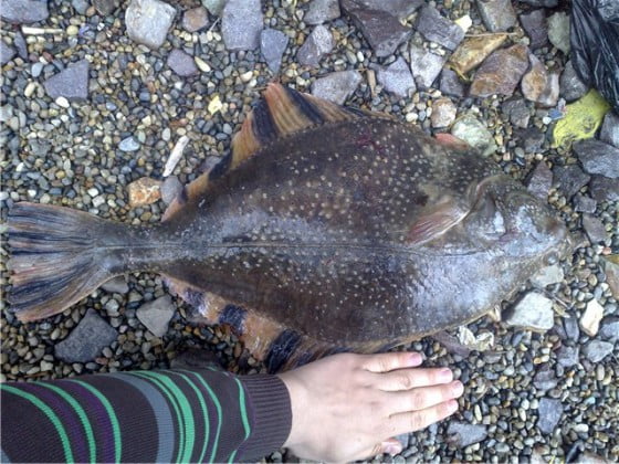 Камбала Камбала