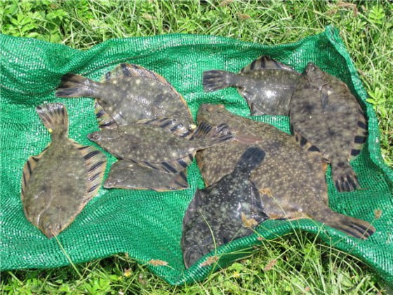 Камбала Камбала