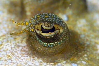 Из жизни рыб