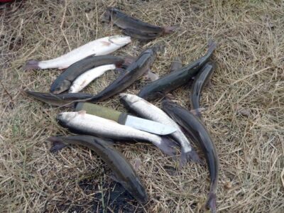 Дальневосточная красноперка или угай.