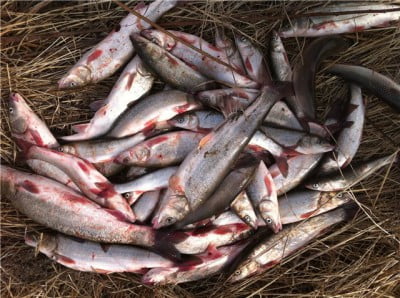 Дальневосточная красноперка или угай. Дальневосточная красноперка или угай.