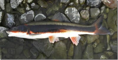 Дальневосточная красноперка или угай.