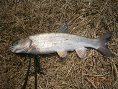 Дальневосточная красноперка или угай.