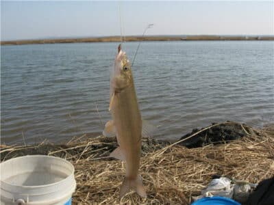 Дальневосточная красноперка или угай.