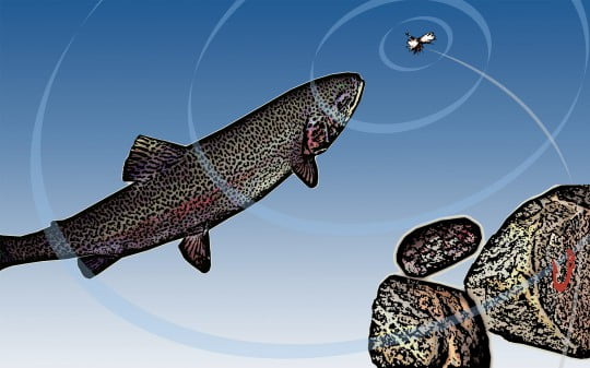 Обои на рабочий стол на рыболовную тематику.