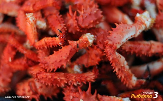 Обои на рабочий стол на рыболовную тематику.