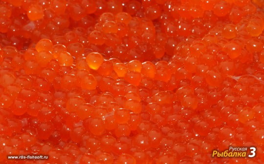 Обои на рабочий стол на рыболовную тематику.