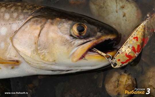 Обои на рабочий стол на рыболовную тематику.