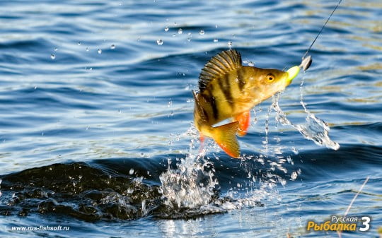 Обои на рабочий стол на рыболовную тематику.