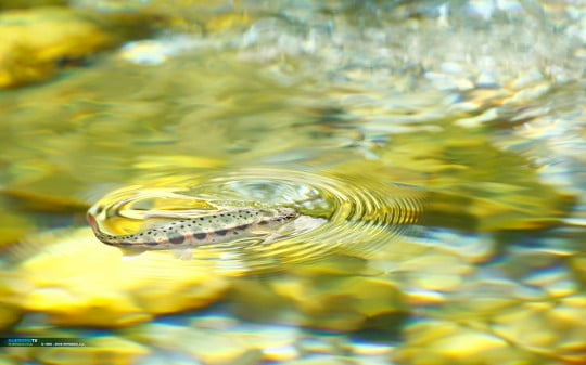 Обои на рабочий стол на рыболовную тематику.