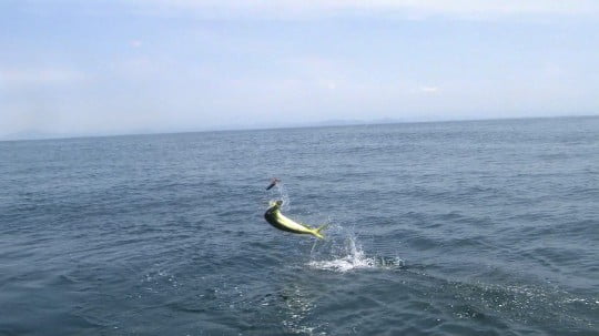 Обои на рабочий стол на рыболовную тематику.