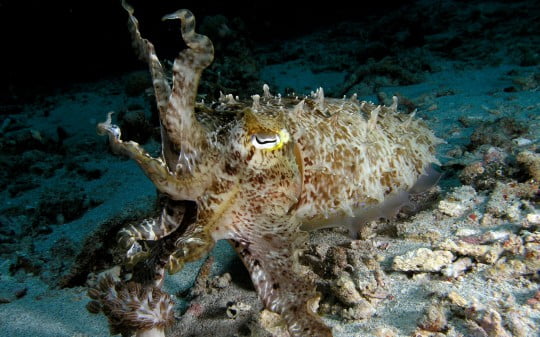 Сборник очень красивых обоев на рабочий стол Сборник очень красивых обоев на рабочий стол