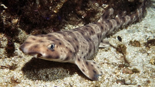 Сборник очень красивых обоев на рабочий стол Сборник очень красивых обоев на рабочий стол