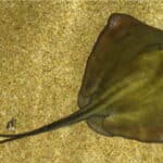 Хвостокол красный, Малый хвостокол