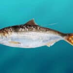 Коносир пятнистый, Пятнистая тупорылка, Императорская сельдь