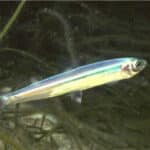 Корюшка морская малоротая