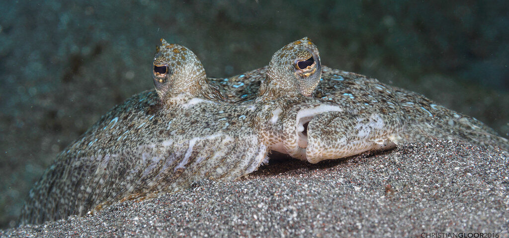 Как провести жизнь лежа на боку? Камбалообразные