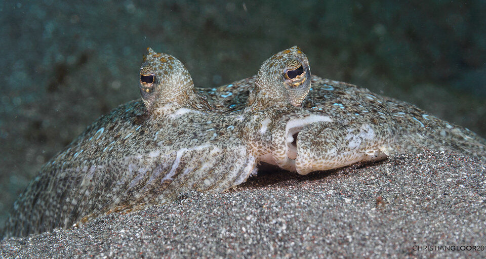 Как провести жизнь лежа на боку? Камбалообразные